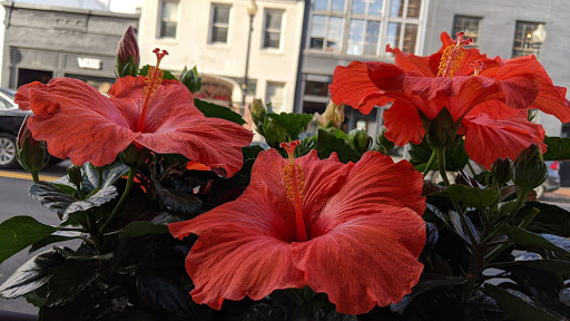 American Restaurant «Clydes of Georgetown», reviews and photos