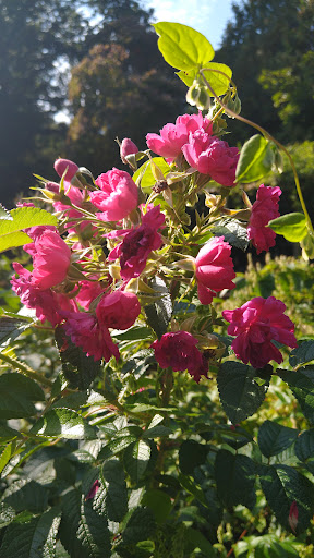 Vineyard «Diamond Hill Vineyards», reviews and photos, 3145 Diamond Hill Rd, Cumberland, RI 02864, USA