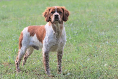 Centre Canin / félin du Pilier des Masques à Entre-Vignes