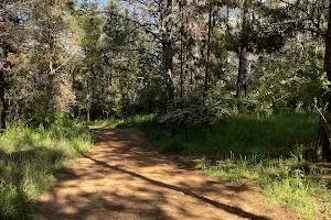 Armidale Pine Forest image