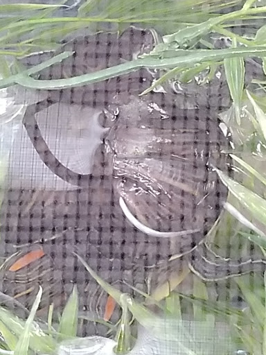 Pet Store «Wildside Pets», reviews and photos, 1042 N Higley Rd #105, Mesa, AZ 85205, USA