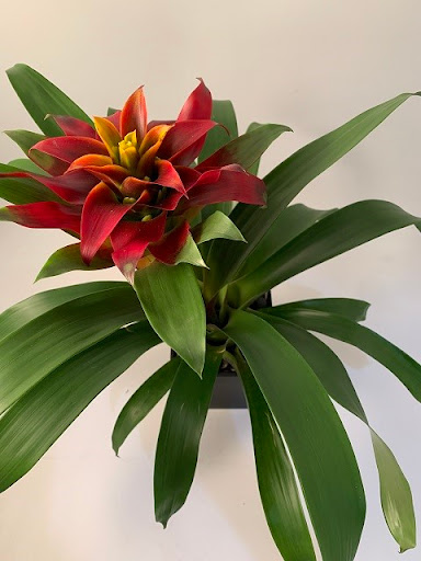 Florist «Blossoms», reviews and photos, 33866 Woodward Ave, Birmingham, MI 48009, USA