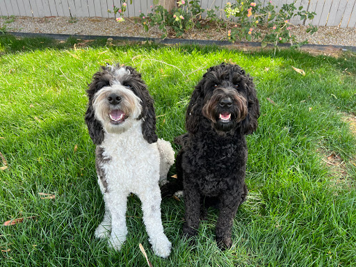 Pet Store «Animal Kingdom», reviews and photos, 4500 N Oracle Rd #254, Tucson, AZ 85705, USA