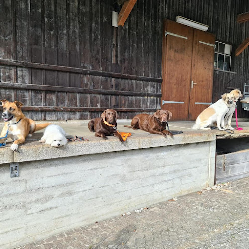 Hundeschule "eifach hündisch" - St. Gallen