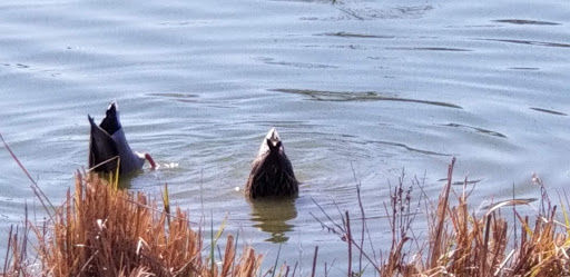 Park «Russell Creek Park», reviews and photos, 3500 McDermott Rd, Plano, TX 75025, USA