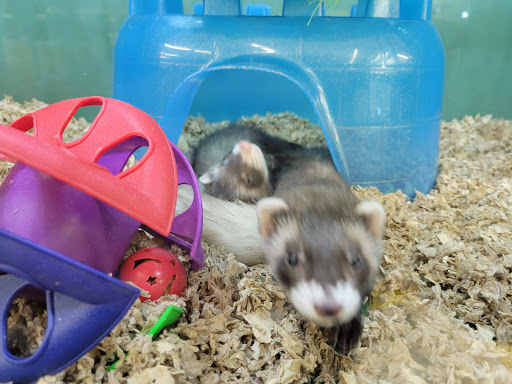 Pet Supply Store «Pet Supplies Plus», reviews and photos, 859 N Telegraph Rd, Monroe, MI 48162, USA