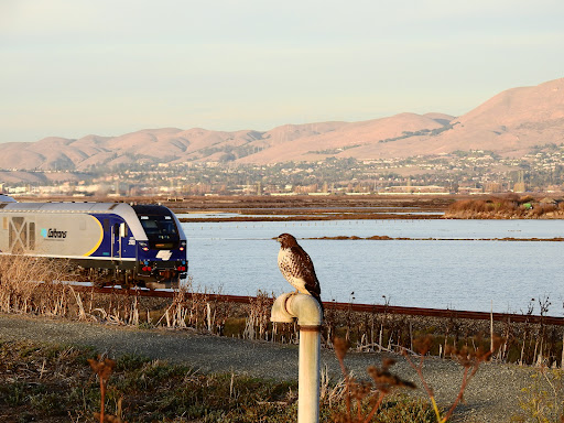 Park «Alviso Marina County Park», reviews and photos, 1195 Hope St, Alviso, CA 95002, USA