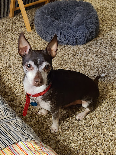 Pet Supply Store «PetSmart», reviews and photos, 5001 Sergeant Rd, Sioux City, IA 51106, USA