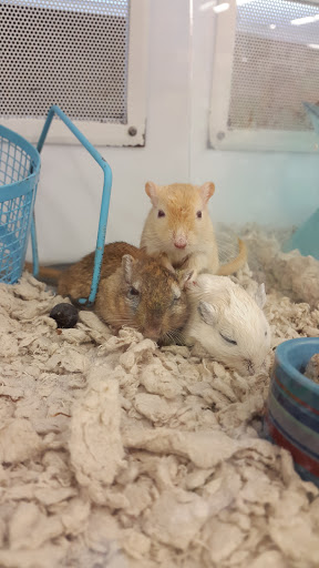 Pet Supply Store «Petco Animal Supplies», reviews and photos, 8404 Eager Rd b, Brentwood, MO 63144, USA