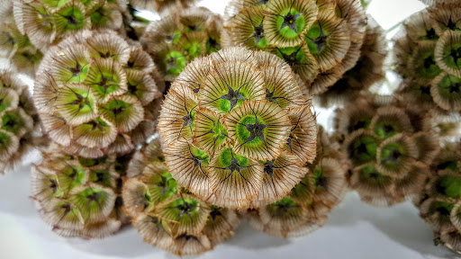 Florist «The Frugal Flower», reviews and photos, 736 Boston Post Rd, Sudbury, MA 01776, USA