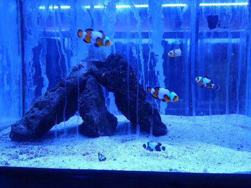 Aquarium «Aquarium Fish & Supply», reviews and photos, 1702 S Kelly Ave, Edmond, OK 73013, USA