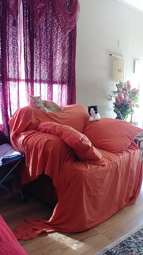 Pet Supply Store «Petco», reviews and photos, 3434 Court St, Pekin, IL 61554, USA