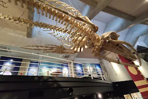Kiramesse Muroto Whale Museum image
