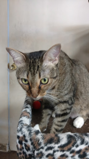 Animal Rescue Service «Pet Country», reviews and photos, 22485 El Toro Rd # A, Lake Forest, CA 92630, USA