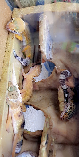 Pet Supply Store «Petco Animal Supplies», reviews and photos, 1753 St Lucie W Blvd, Port St Lucie, FL 34986, USA