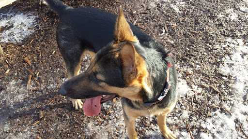 Park «Lake of the Isles Dog Park», reviews and photos, 2845 W Lake of the Isles Pkwy, Minneapolis, MN 55405, USA