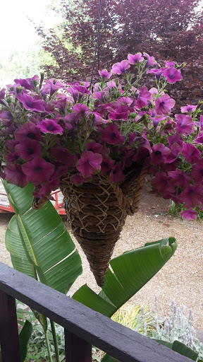 Florist «Star Florist & Greenhouses», reviews and photos, 518 Scheel St, Belleville, IL 62220, USA