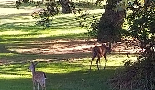 Golf Course «Bennett Valley Golf Course», reviews and photos, 3330 Yulupa Ave, Santa Rosa, CA 95405, USA