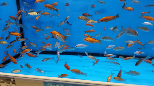 Pet Supply Store «Petco Animal Supplies», reviews and photos, 178 Township Blvd, Camillus, NY 13031, USA