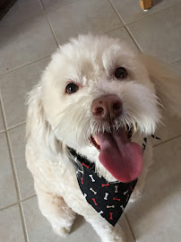 Ocotillo Animal Clinic & Pet Resort - Photo 2 - Car repair in Chandler, AZ, Chandler