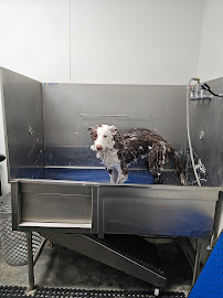 Incredible Pets of Greenhaven - Photo 6 - Car repair in Sacramento, CA, Sacramento