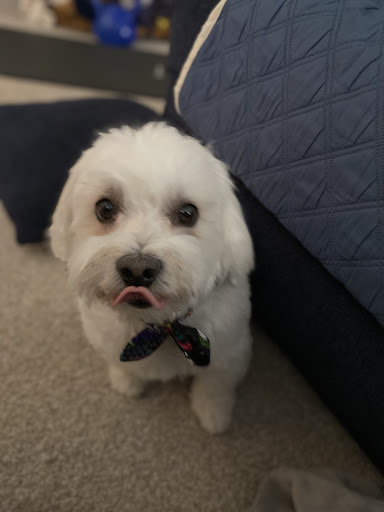 Pet Supply Store «Petco Animal Supplies», reviews and photos, 86 Storrs Rd, Mansfield Center, CT 06250, USA