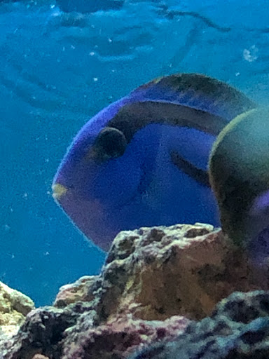 Pet Store «Colchester pet Shop LLC», reviews and photos, 111 Loomis Rd #2a, Colchester, CT 06415, USA