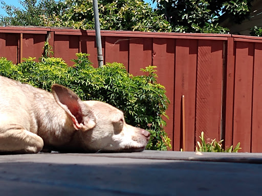 Pet Supply Store «PetSmart», reviews and photos, 261 Spreckels Ave, Manteca, CA 95336, USA