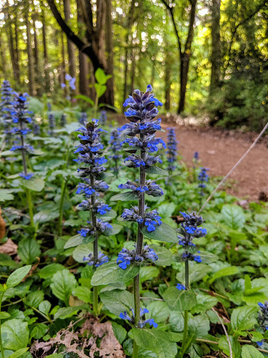 Park «Viewpoint Park», reviews and photos, 134th & NE 24th Street, Bellevue, WA 98005, USA