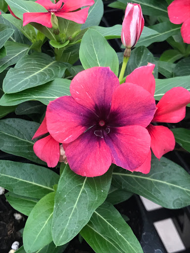 Florist «Parkview Gardens Florist & Greenhouse», reviews and photos, 1925 W Randolph St, St Charles, MO 63301, USA