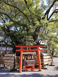 富知六所浅間神社の大クス