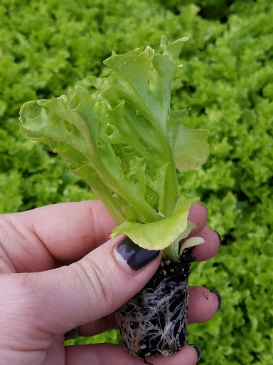 Produce Market «Stillman Farm Stand», reviews and photos, 1410 Lancaster Ave, Lunenburg, MA 01462, USA