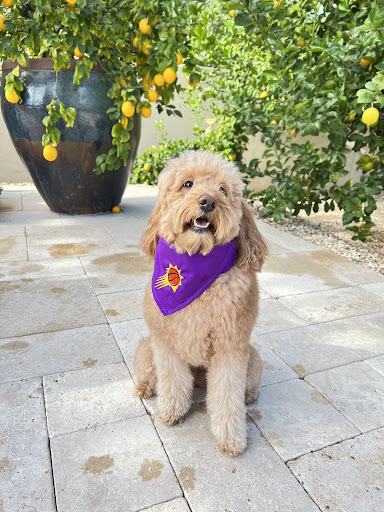 Pet Supply Store «Oh My Dog! Boutique & Spa», reviews and photos, 7137 E Stetson Dr #8, Scottsdale, AZ 85251, USA