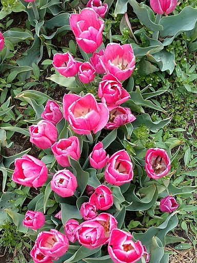 Pottery Store «De Klomp Wooden Shoe & Delftware Factory», reviews and photos, 12755 Quincy St, Holland, MI 49424, USA