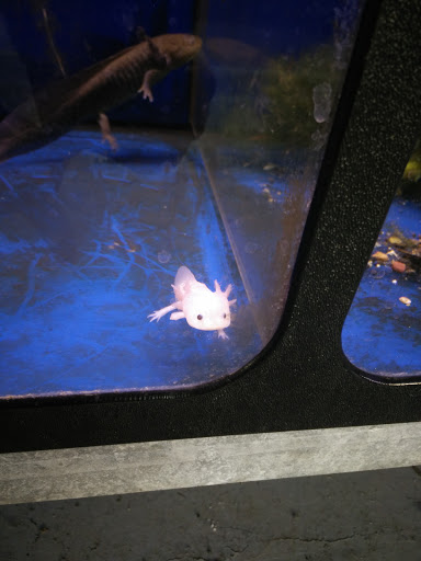 Pet Store «Sierra Fish and Pets», reviews and photos, 601 S Grady Way Suite M, Renton, WA 98057, USA