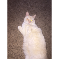 Karen's fuzzy friends pet sitting and dog walking - Photo 8 - Car repair in Jensen Beach, FL, Port St. Lucie