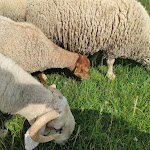 Photo n° 2 de l'avis de Patrick.e fait le 24/08/2021 à 13:21 pour Les Fermes de Gally - Ferme pédagogique à Saint-Cyr-l'École