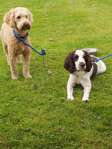 Sarah's Doggy Day Care And Boarding