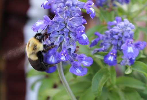 Florist «The Posie Peddler», reviews and photos, 92 West Ave, Saratoga Springs, NY 12866, USA