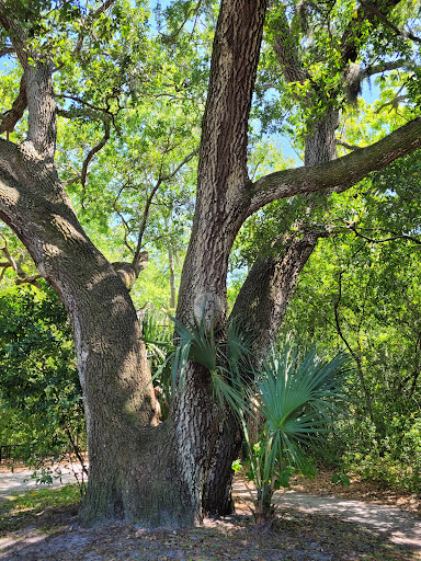 Park «Highlander Park & Aquatic Complex», reviews and photos, 1937 Ed Eckert Dr, Dunedin, FL 34698, USA