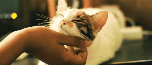 Buffalo Animal Hospital image