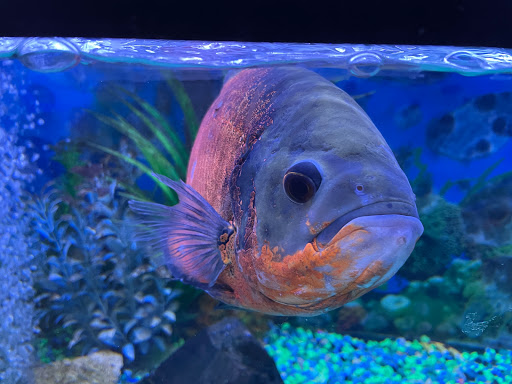 Pet Store «Critter Pet Shop», reviews and photos, 19309 Ecorse Rd, Allen Park, MI 48101, USA