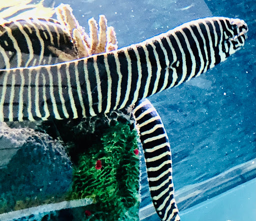 Tourist Attraction «IMAG History & Science Center (formerly Imaginarium Science Center)», reviews and photos, 2000 Cranford Ave, Fort Myers, FL 33916, USA