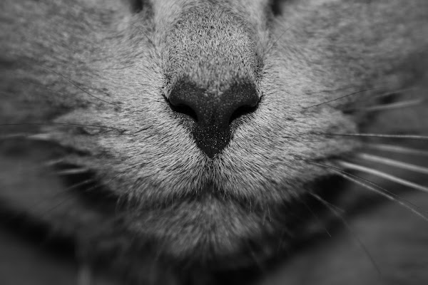 Clínica Veterinaria Nueve Vidas
