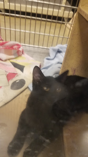 Pet Supply Store «PetSmart», reviews and photos, 8500 N Evanston Ave, Kansas City, MO 64157, USA