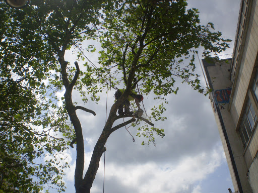 Direct Tree Services