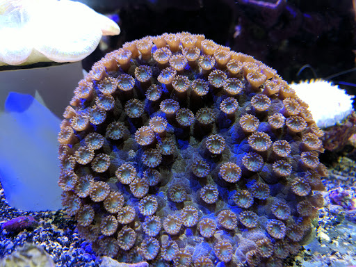 Pet Supply Store «Professional Fish Keepers Aquarium Store», reviews and photos, 7573 W Sample Rd, Coral Springs, FL 33065, USA