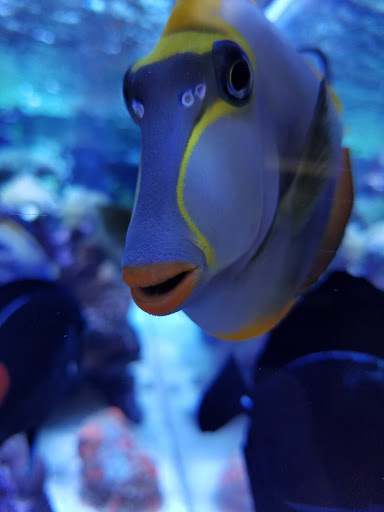 Tropical Fish Store «Pure Reef», reviews and photos, 12900 GA-9, Alpharetta, GA 30004, USA