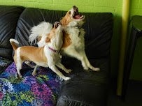 5 Star Doggy Inn - Photo 8 - Car repair in Inglewood, CA, Inglewood