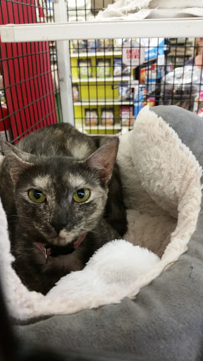 Pet Supply Store «Pet Supermarket», reviews and photos, 2649 E Gulf to Lake Hwy, Inverness, FL 34452, USA